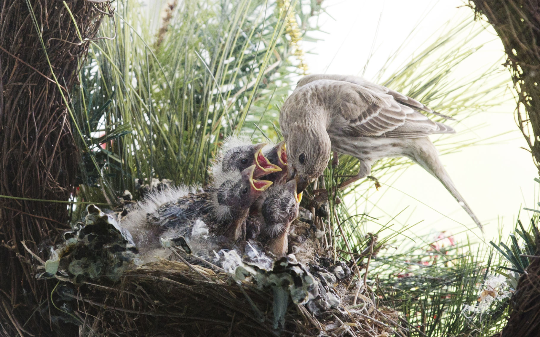 FOUR HUNGRY MOUTHS TO FEED